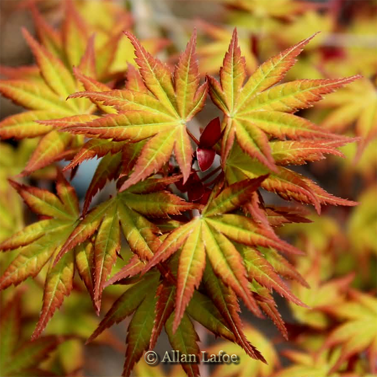 Ruben