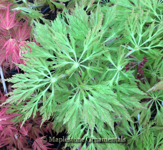 Japanese Maples – Maplestone Ornamentals
