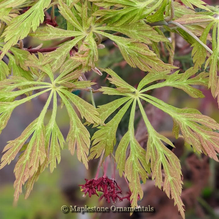 Toyama nishiki – Maplestone Ornamentals