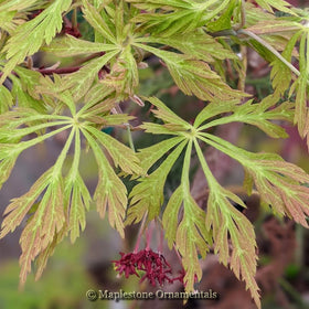 Japanese Maples – Maplestone Ornamentals