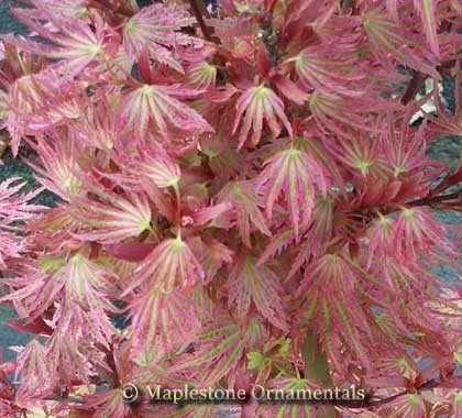 Toshi – Maplestone Ornamentals