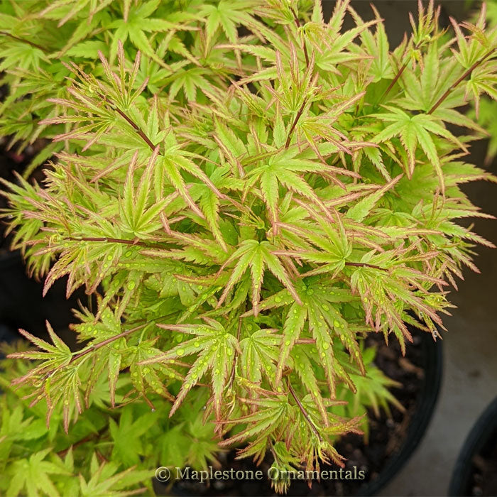 Akita yatsubusa – Maplestone Ornamentals