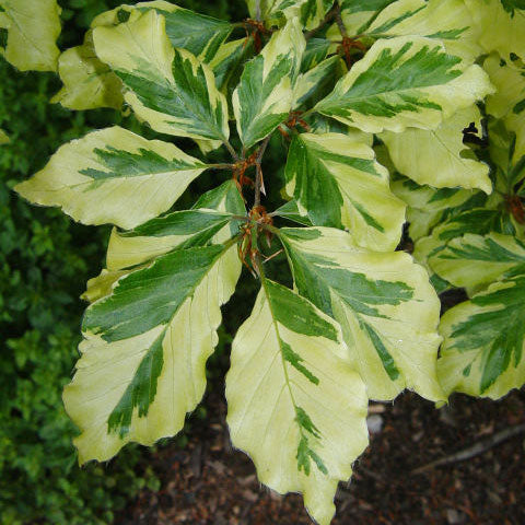 Mystic Mikawa – Maplestone Ornamentals