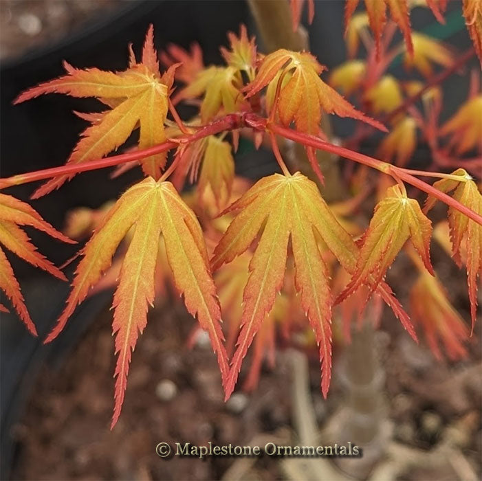♡maple様ご確認♡ Alan's Gold – Maplestone Ornamentals