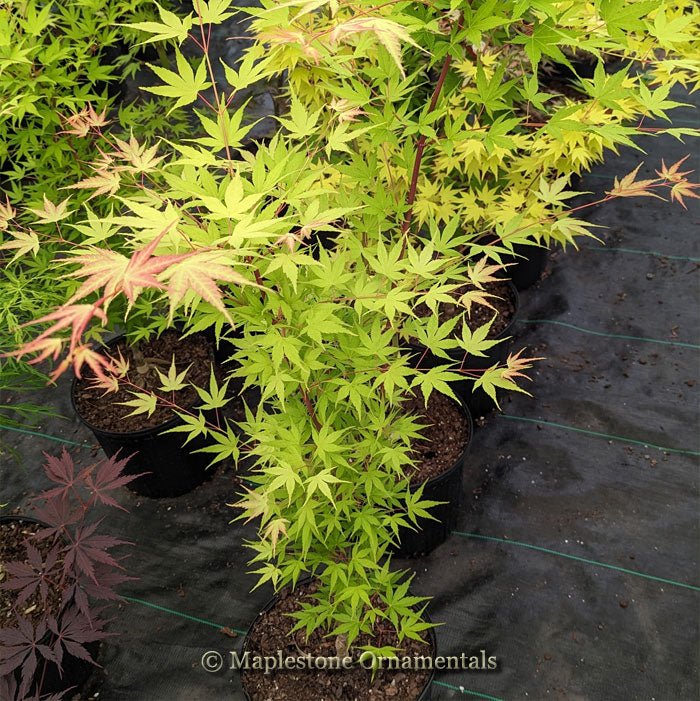 Japanese Maples