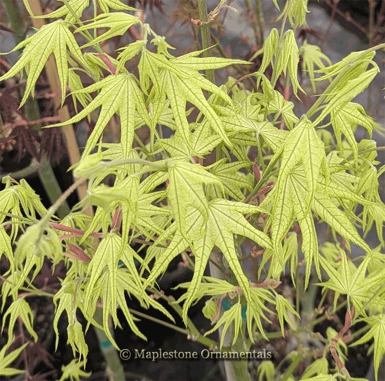 Japanese Maples