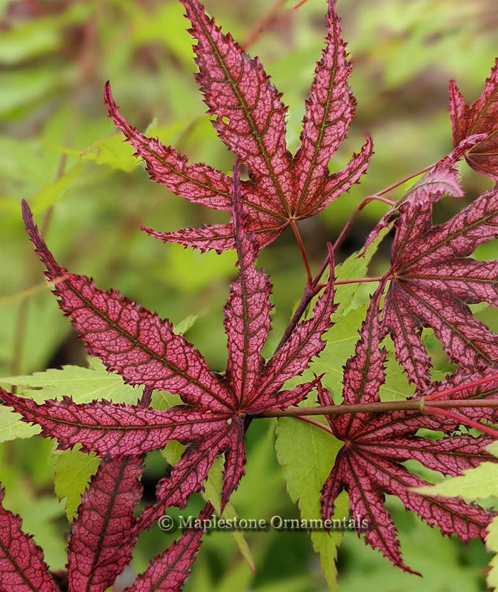 Amagi shigure – Maplestone Ornamentals