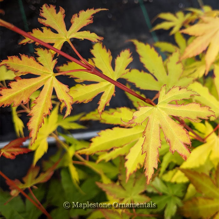 Japanese Maples – Maplestone Ornamentals