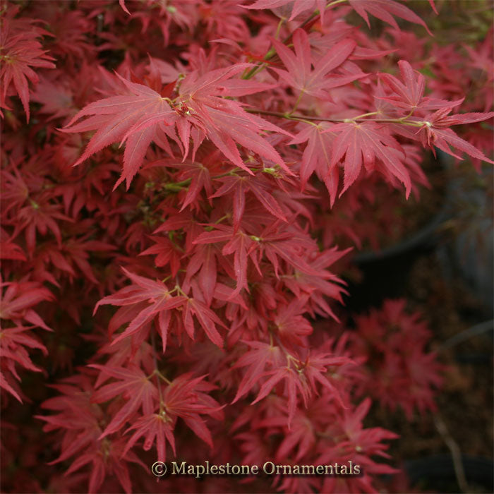 Hanatsukuriyaハナツクリヤエ　アラタマ　aratama Aratama – Maplestone Ornamentals