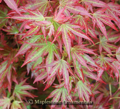 Hanatsukuriyaハナツクリヤエ　アラタマ　aratama Aratama – Maplestone Ornamentals