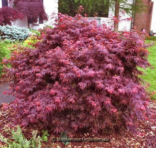 めいぷるページ Japanese Maples – Page 2 – Maplestone Ornamentals