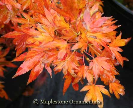 Hanatsukuriyaハナツクリヤエ　アラタマ　aratama Aratama – Maplestone Ornamentals