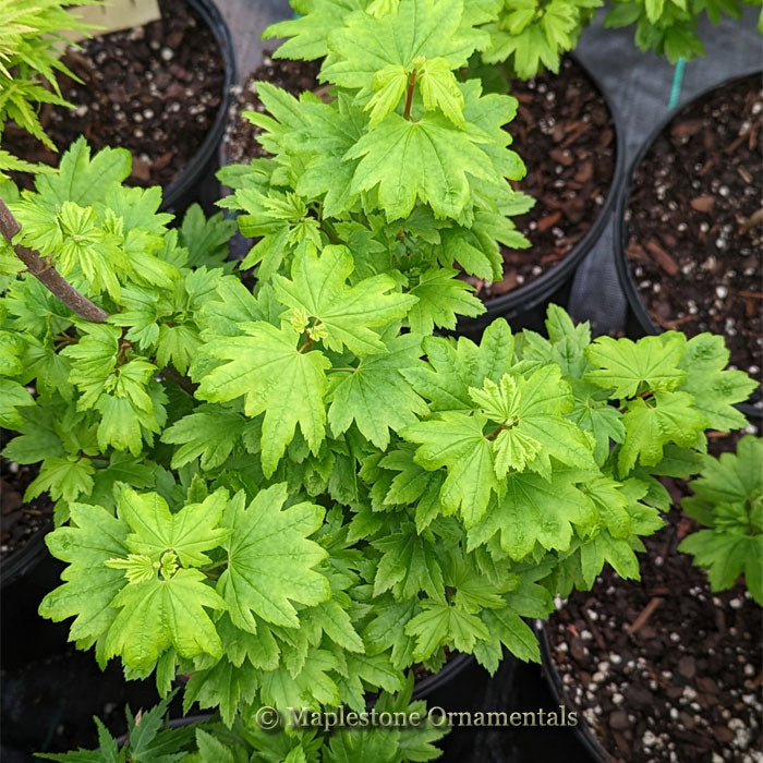 Baby Buttons – Maplestone Ornamentals