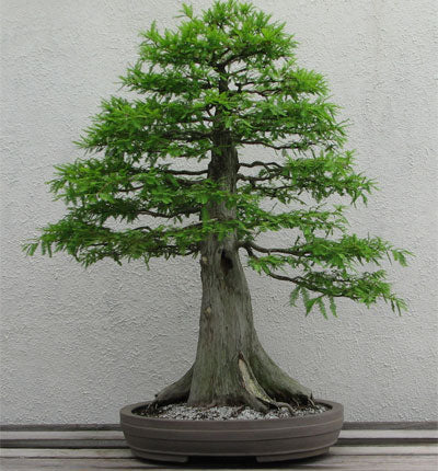 Baldcypress