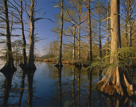 Baldcypress