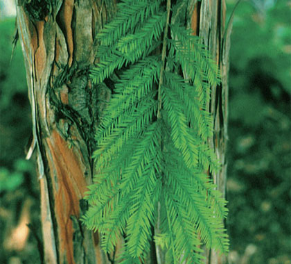 Baldcypress