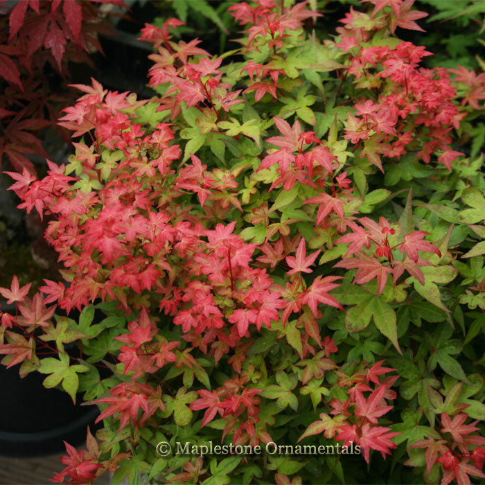 Beni hime – Maplestone Ornamentals