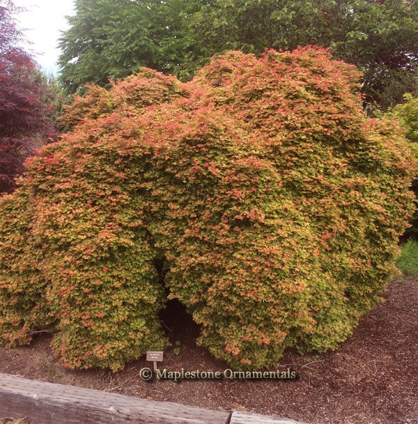 Beni hime – Maplestone Ornamentals