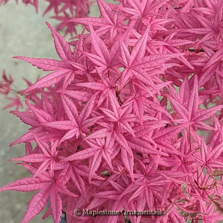 Beni kosode – Maplestone Ornamentals