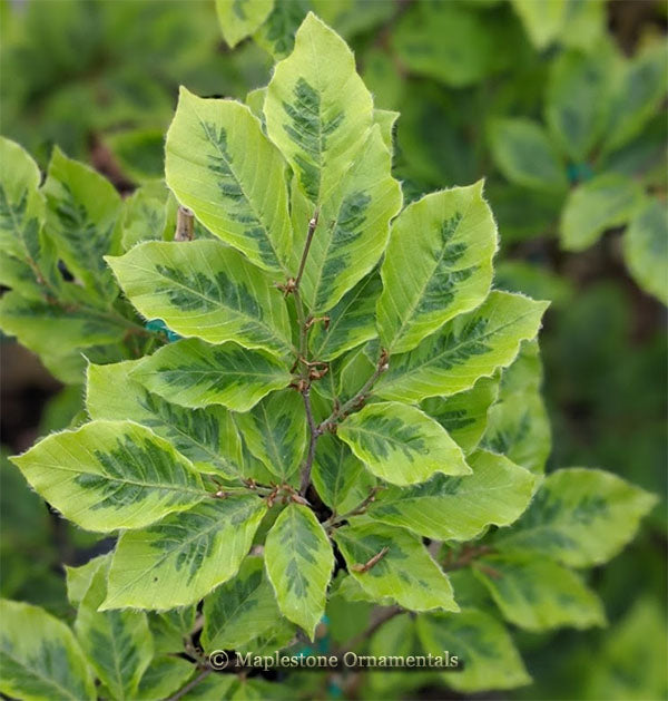 Bicolor Sartini