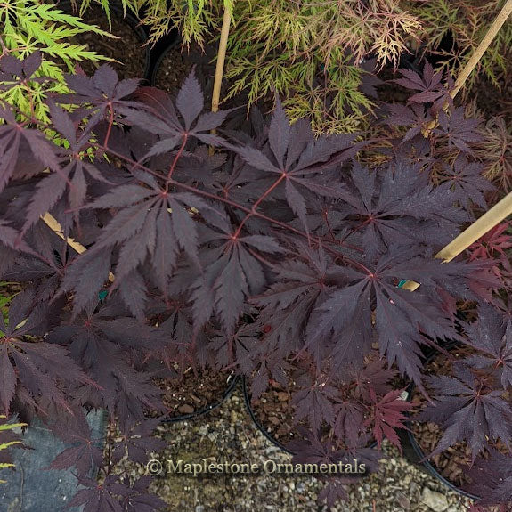 Maple treeブラック38 Acer palmatum 'Jet Black' Dark Red Japanese Maple – Maple Ridge