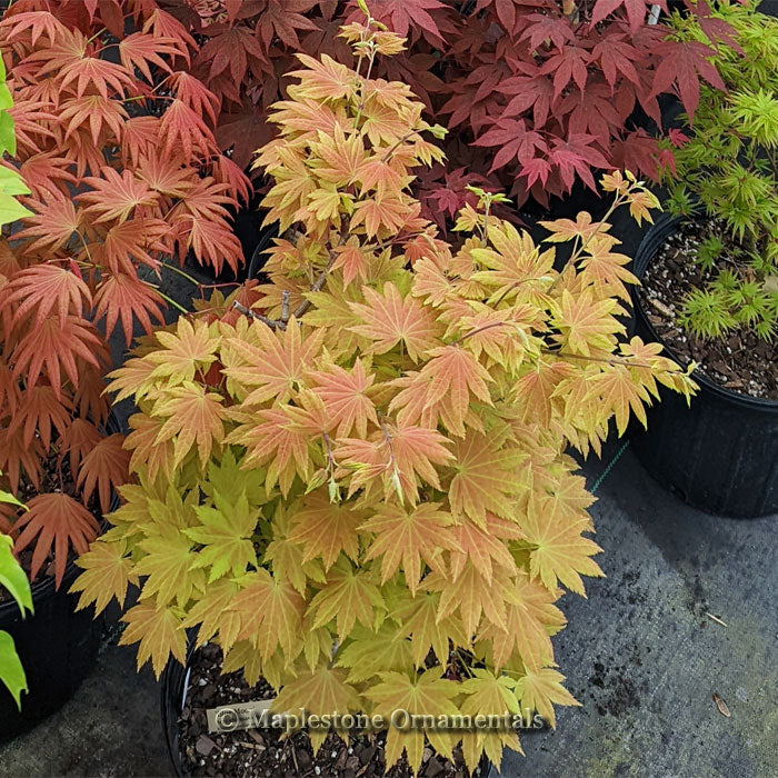 Blue Moon – Maplestone Ornamentals