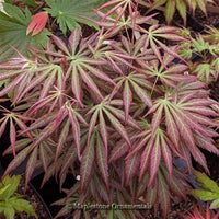 Japanese Maples – Maplestone Ornamentals