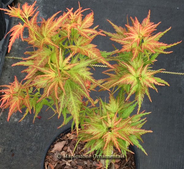 Chiri hime – Maplestone Ornamentals