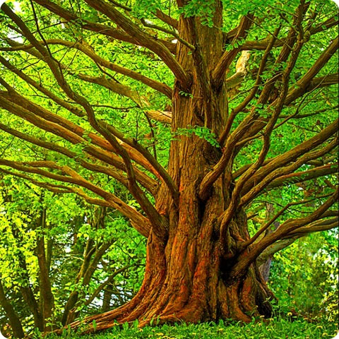 Other Trees – Maplestone Ornamentals