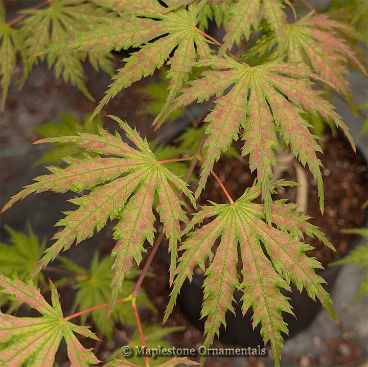Elena's Coral Dawn