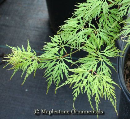 Emerald Lace Japanese Maple