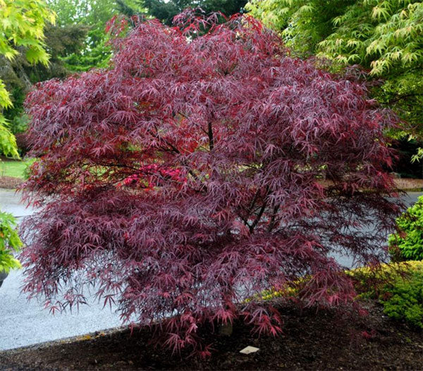 Enkan – Maplestone Ornamentals