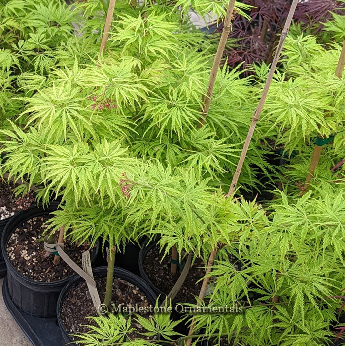 Japanese Maples – Page 2 – Maplestone Ornamentals