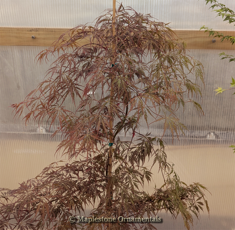 Firefall – Maplestone Ornamentals