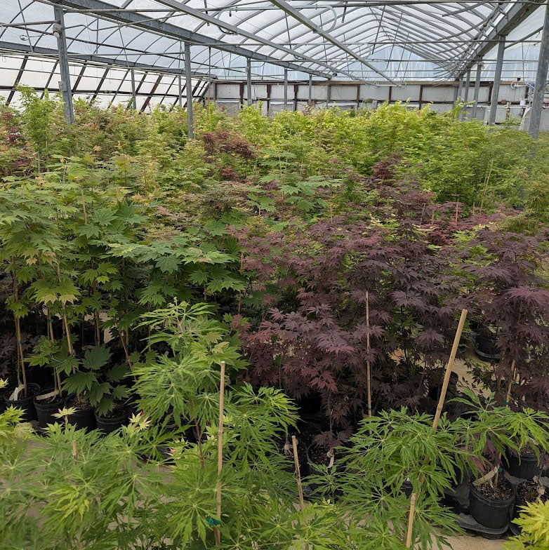 Grab Bag Maples 2-pack