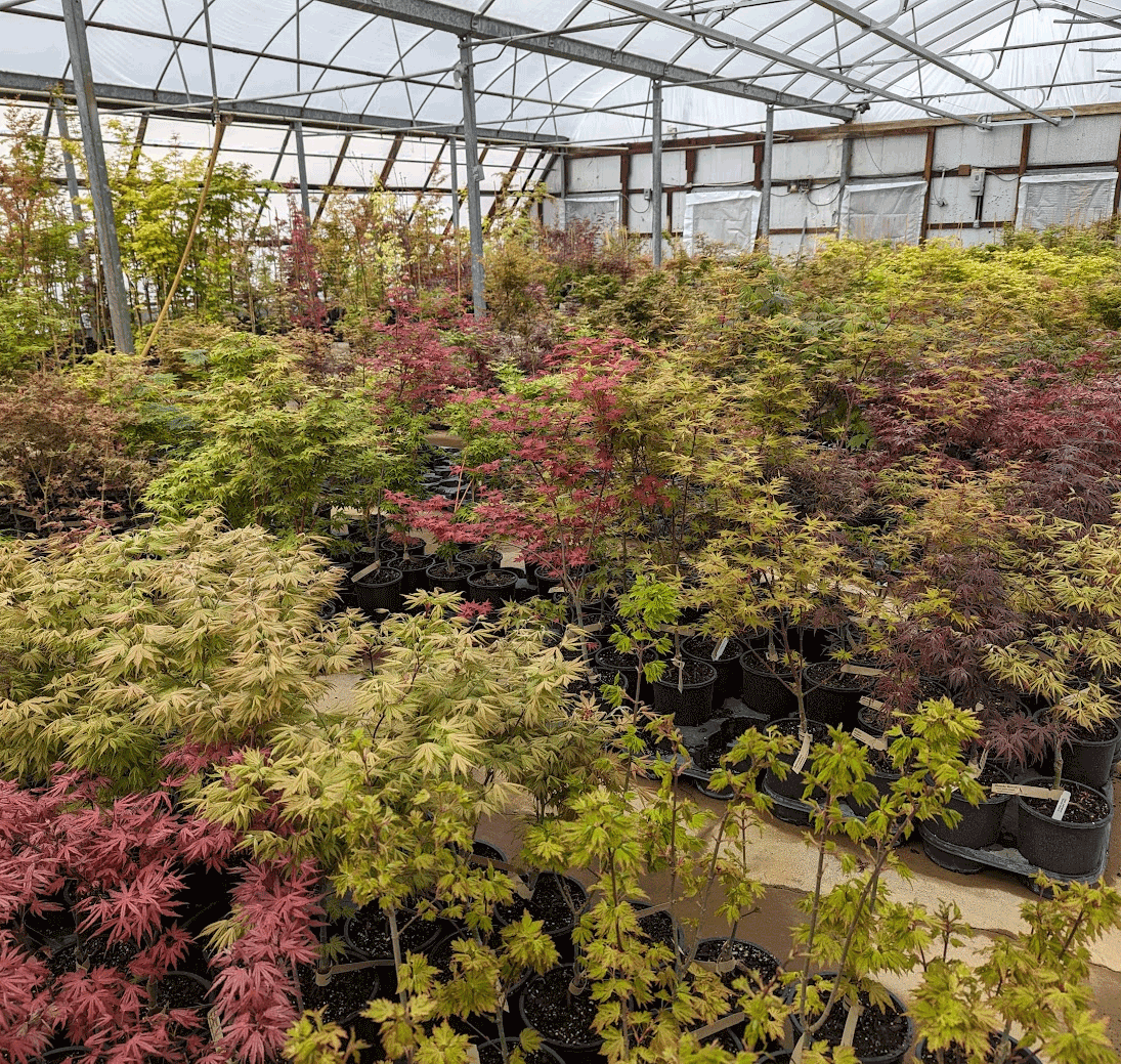Products – Page 7 – Maplestone Ornamentals