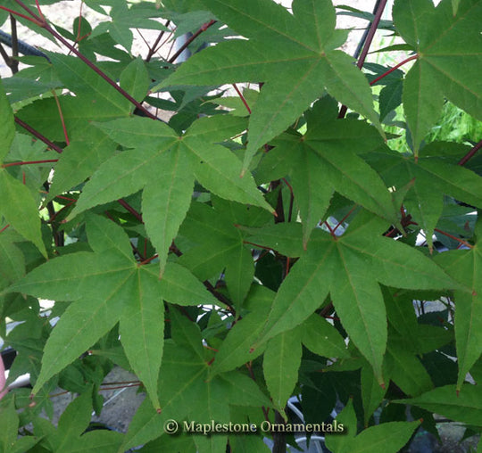 Green Tea – Maplestone Ornamentals