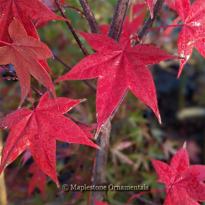 Green Tea – Maplestone Ornamentals