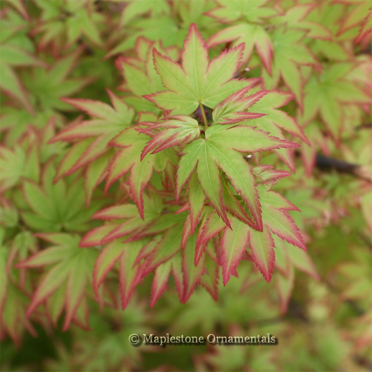 Japanese Maples – Page 6 – Maplestone Ornamentals