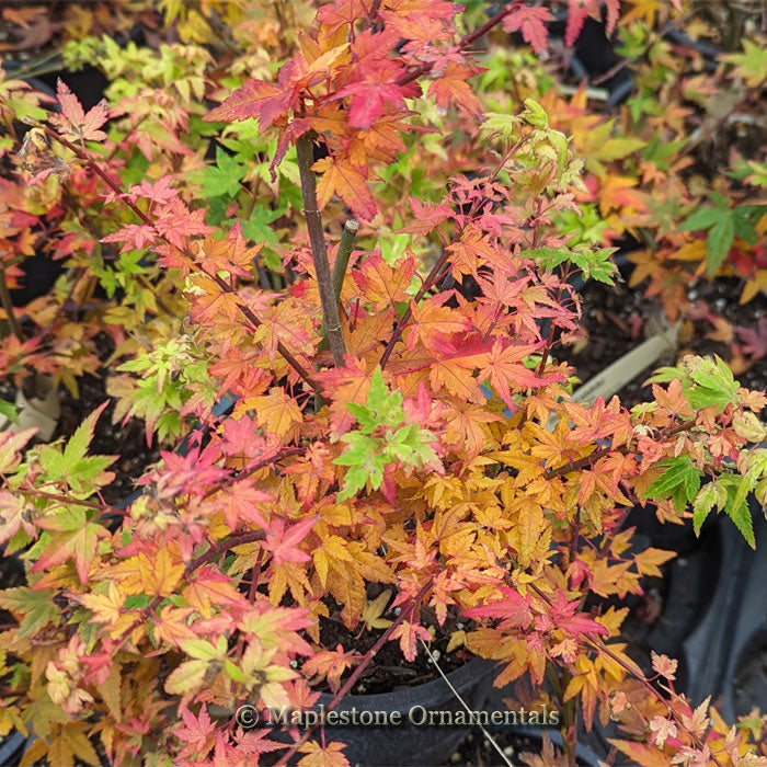Hanami nishiki – Maplestone Ornamentals