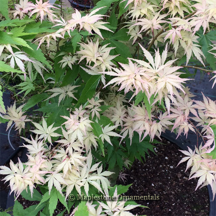 はな Hana tsukasa – Maplestone Ornamentals