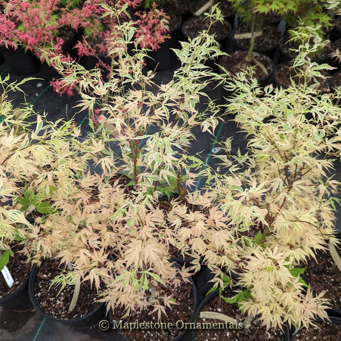 Hana tsukasa – Maplestone Ornamentals