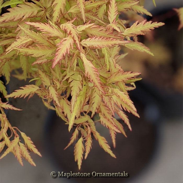 Japanese Maples – Page 6 – Maplestone Ornamentals