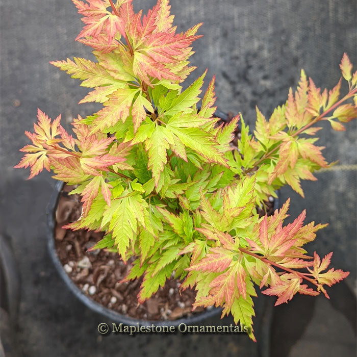 Hanazu hagaromo – Maplestone Ornamentals