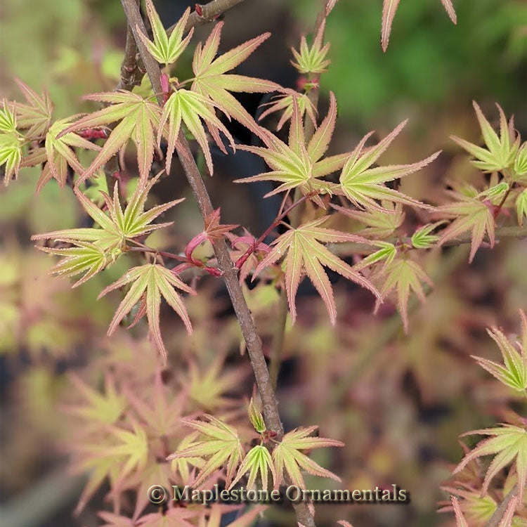 nory　シルキー Buy Acer buergerianum 'Wako nishiki' Variegated Trident