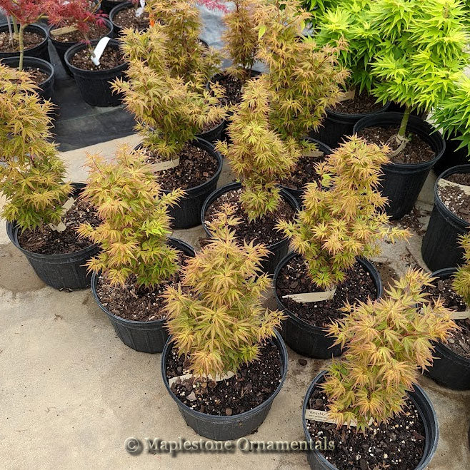 Ibo juhi – Maplestone Ornamentals