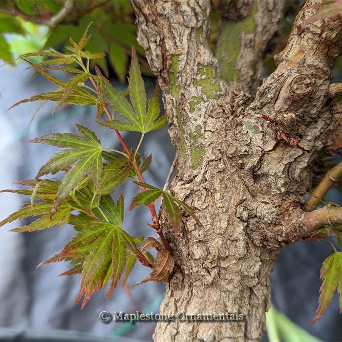 Ibo juhi – Maplestone Ornamentals
