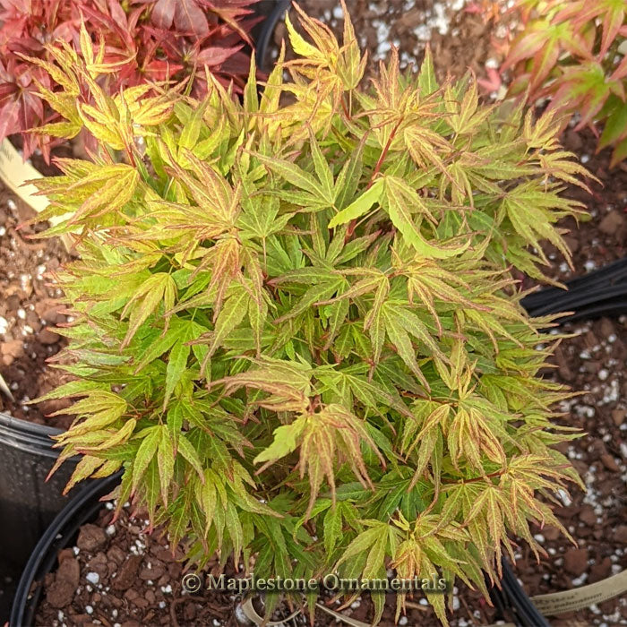 Ibo juhi – Maplestone Ornamentals