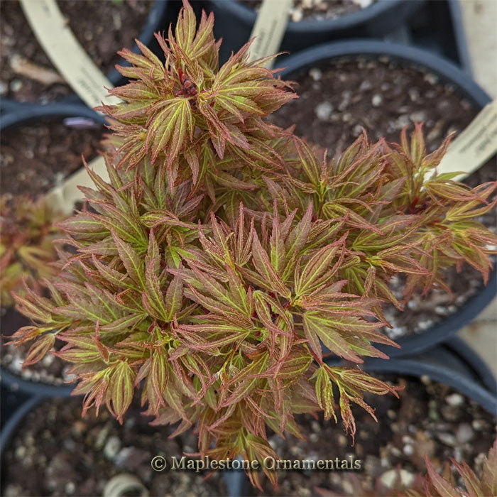 Ibo juhi – Maplestone Ornamentals