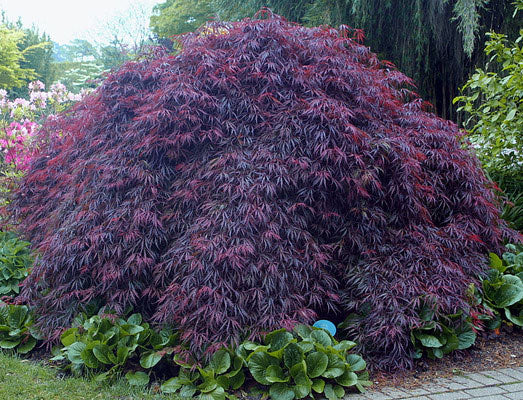 Inaba shidare – Maplestone Ornamentals